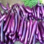 Cà tím dài trồng tự nhiên